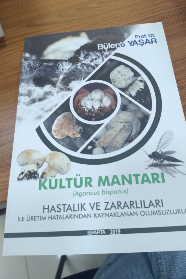 Kültür mantari